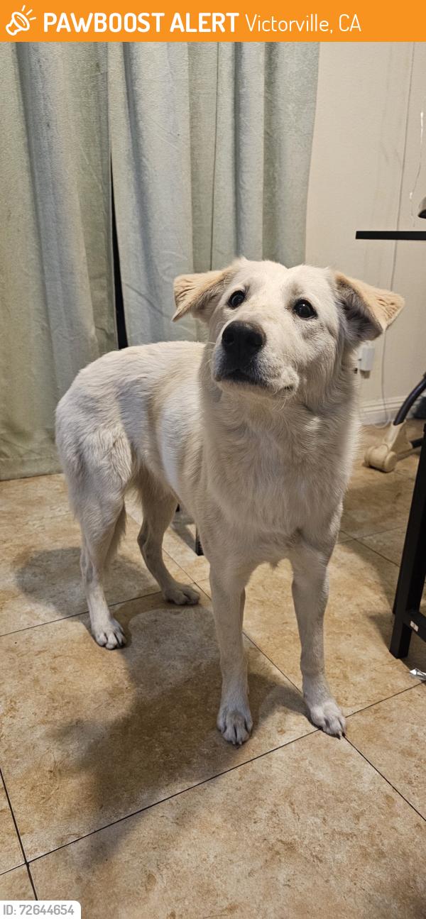 Found/Stray Female Dog last seen Napels lane and Venice lane, Victorville, CA 92394