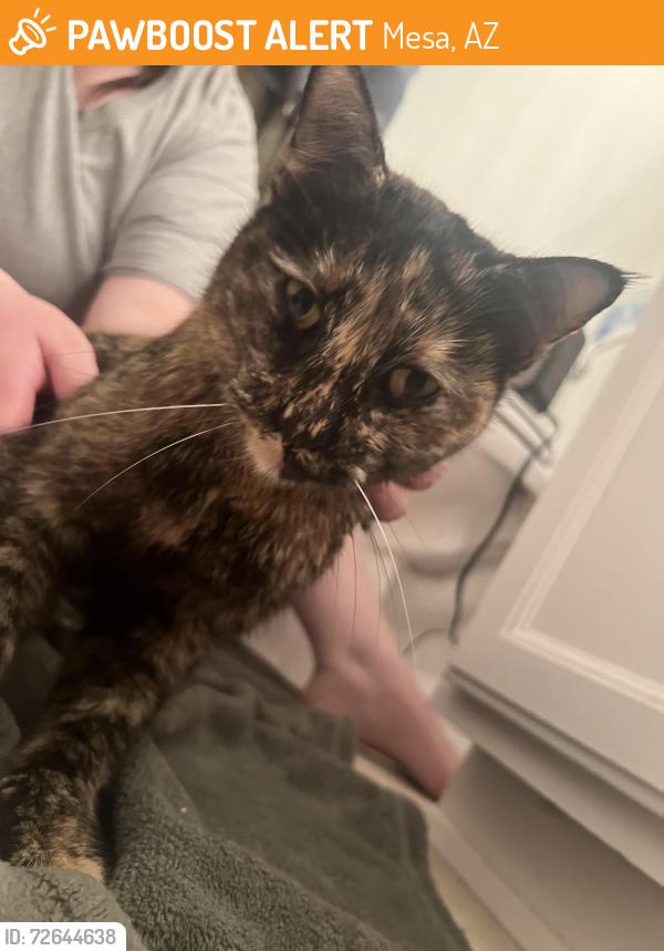 Found/Stray Unknown Cat last seen Premiere at superstition Springs Neighbourhood, Mesa, AZ 85204
