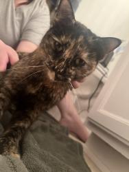 Found/Stray Unknown Cat last seen Premiere at superstition Springs Neighbourhood, Mesa, AZ 85204