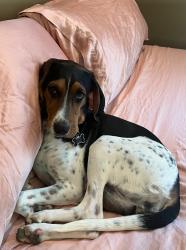 Lost Female Dog last seen Yucca lane, Bermuda Dunes, CA 92203