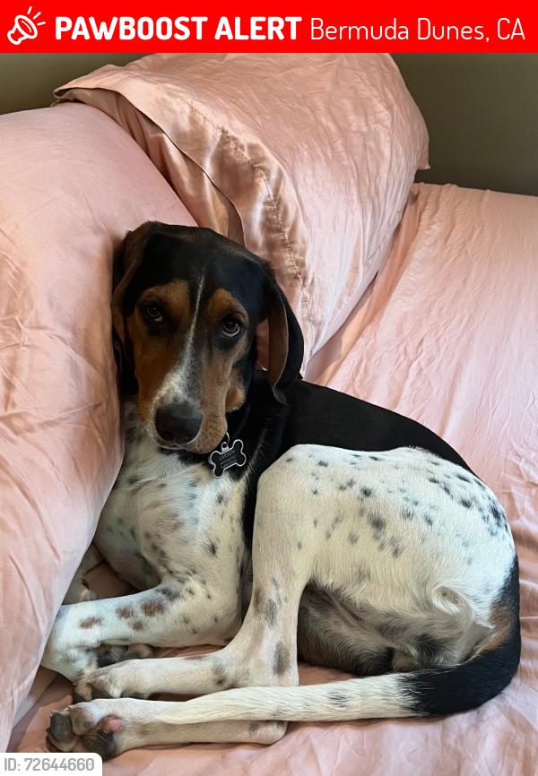 Lost Female Dog last seen Yucca lane, Bermuda Dunes, CA 92203