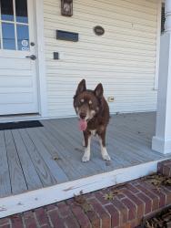 Lost Female Dog last seen Jefferson Street, Rocky Mount, NC 27804