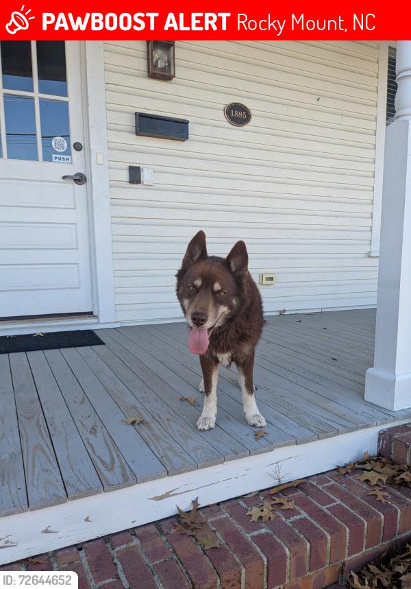 Lost Female Dog last seen Jefferson Street, Rocky Mount, NC 27804