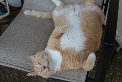 Lost Male Cat last seen Keller Springs between Marsh and Josey, Carrollton, TX 75006