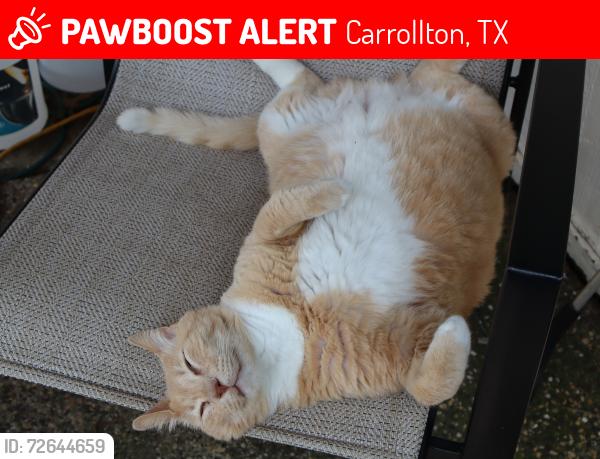 Lost Male Cat last seen Keller Springs between Marsh and Josey, Carrollton, TX 75006