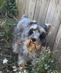 Lost Male Dog last seen Near E Clinton Ave fresno Ca, Fresno, CA 93704