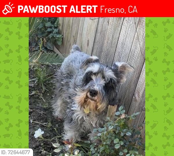 Lost Male Dog last seen Near E Clinton Ave fresno Ca, Fresno, CA 93704