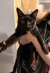 Found/Stray Male Cat last seen 198th st, Miami, FL 33169