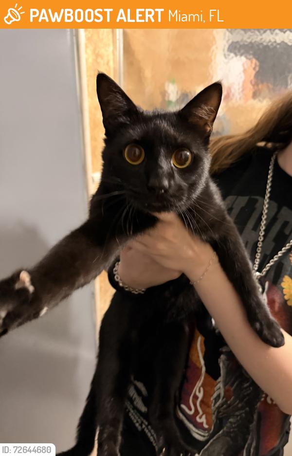 Found/Stray Male Cat last seen 198th st, Miami, FL 33169
