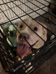 Found/Stray Female Dog last seen Between camelback in Highland, Phoenix, AZ 85013