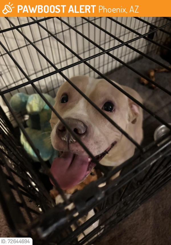 Found/Stray Female Dog last seen Between camelback in Highland, Phoenix, AZ 85013