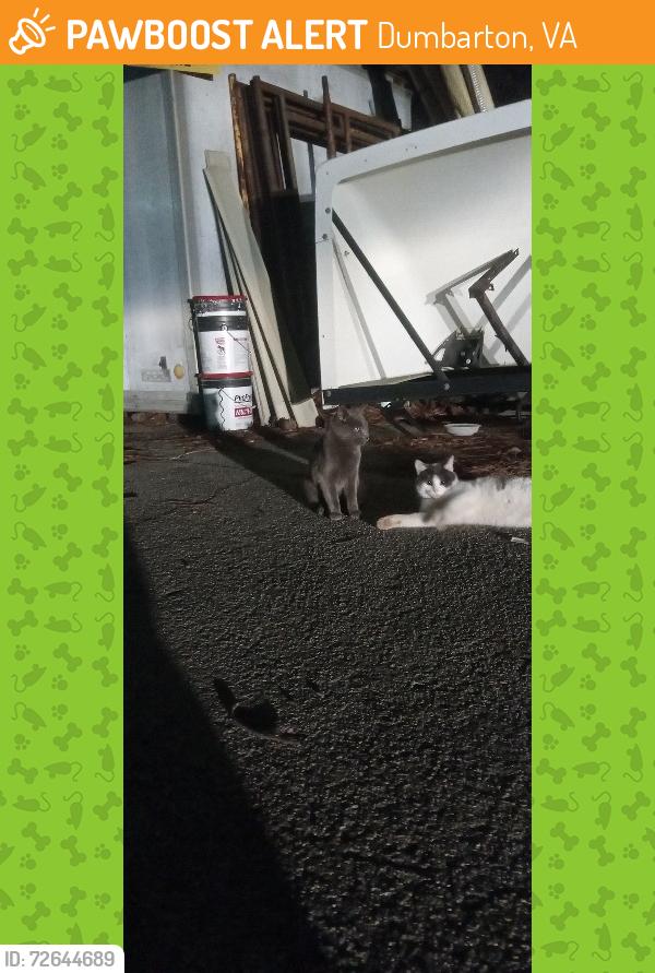 Found/Stray Male Cat last seen Hilliard Rd & Glenside Dr, Dumbarton, VA 23228