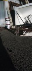 Found/Stray Male Cat last seen Hilliard Rd & Glenside Dr, Dumbarton, VA 23228