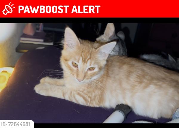 Lost Male Cat last seen Eastern ave and Hubbard st across the street from the cemetery , East Los Angeles, CA 90022