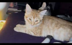 Lost Male Cat last seen Eastern ave and Hubbard st across the street from the cemetery , East Los Angeles, CA 90022