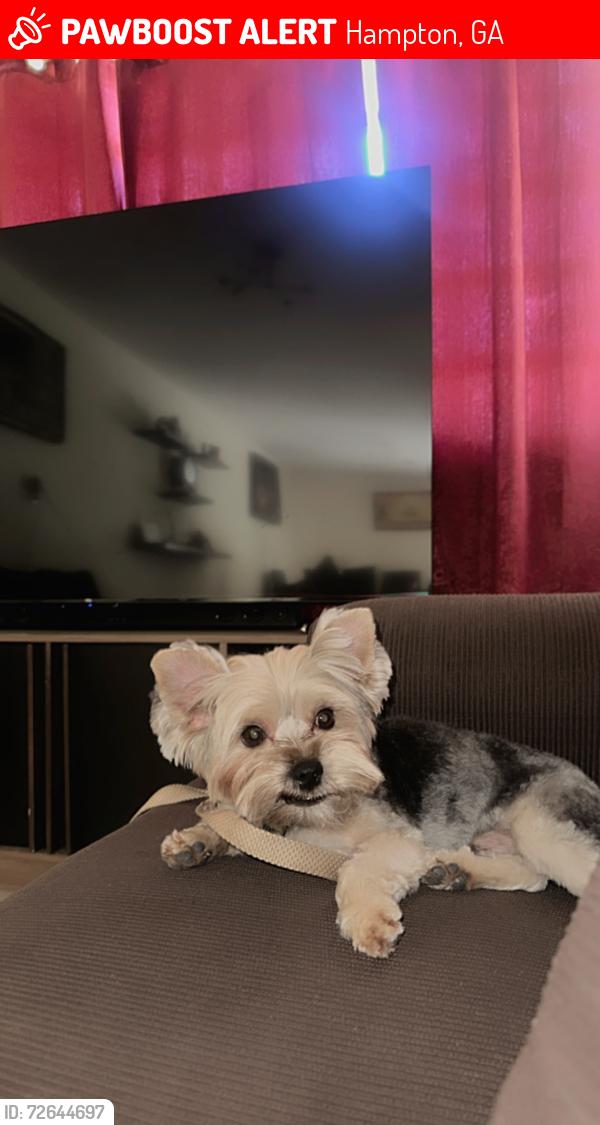 Lost Male Dog last seen Hampton , Hampton, GA 30228