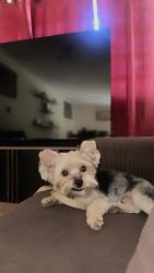 Lost Male Dog last seen Hampton , Hampton, GA 30228