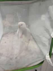 Found/Stray Unknown Bird last seen Foothill and man , Rancho Cucamonga, CA 91730