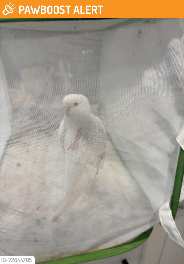 Found/Stray Unknown Bird last seen Foothill and man , Rancho Cucamonga, CA 91730
