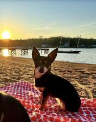Lost Female Dog last seen Fowler Road & Grimke Rd., Unionville, NC 28110
