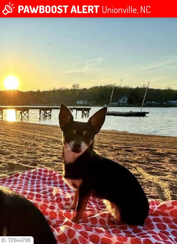 Lost Female Dog last seen Fowler Road & Grimke Rd., Unionville, NC 28110