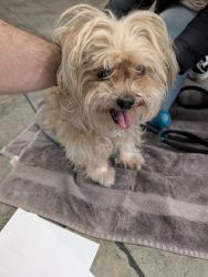 Found/Stray Female Dog last seen Renn Ave and Fifth St, Clovis, CA, Clovis, CA 93611