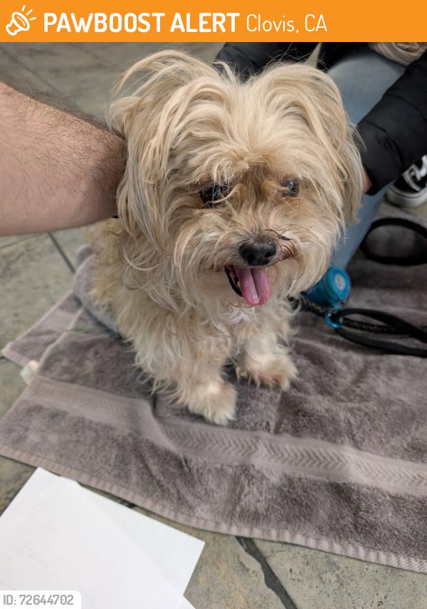 Found/Stray Female Dog last seen Renn Ave and Fifth St, Clovis, CA, Clovis, CA 93611