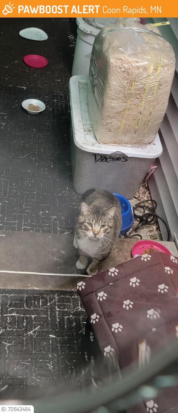 Found/Stray Unknown Cat last seen Egret and woodcrest, Coon Rapids, MN 55433