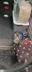 Found/Stray Unknown Cat last seen Egret and woodcrest, Coon Rapids, MN 55433