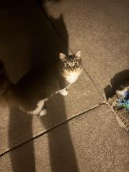 Found/Stray Unknown Cat last seen It was on side walk, Lake Mary, FL 32746