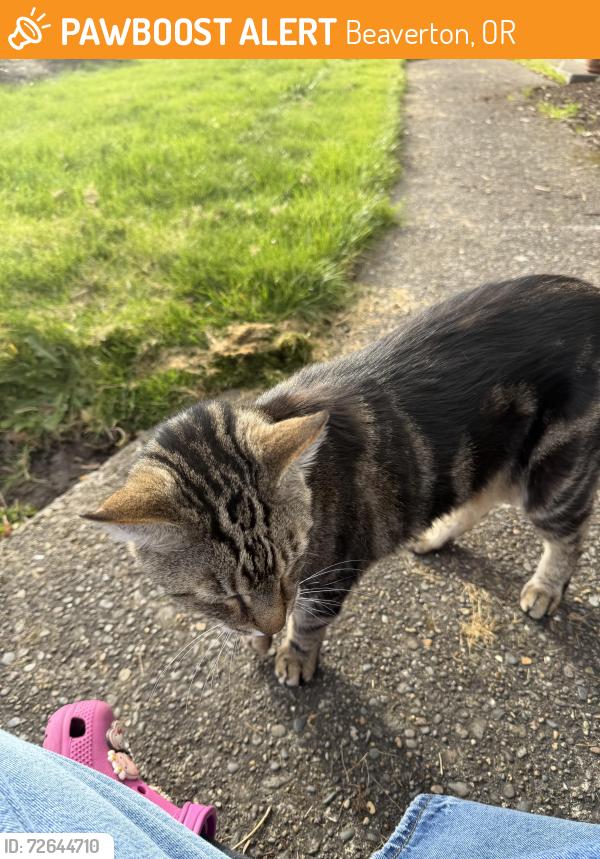 Found/Stray Unknown Cat last seen greenwood st and 121st, Beaverton, OR 97005