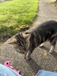Found/Stray Unknown Cat last seen greenwood st and 121st, Beaverton, OR 97005
