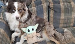 Lost Male Dog last seen Lake of the Ozarks, Edwards, MO 65236