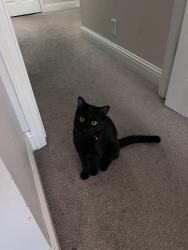 Lost Male Cat last seen Subway , Tracy, CA 95376