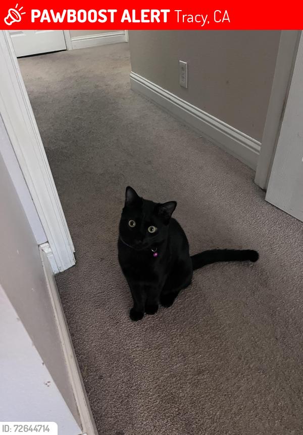 Lost Male Cat last seen Subway , Tracy, CA 95376