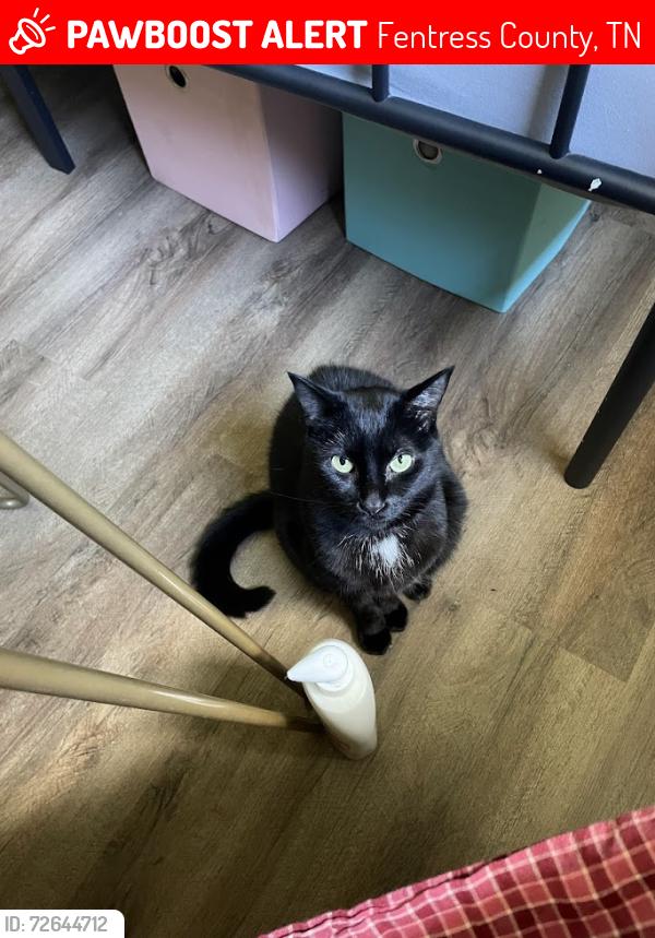 Lost Female Cat last seen Old Stevens Rd, Fentress County, TN 38556