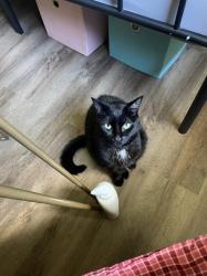 Lost Female Cat last seen Old Stevens Rd, Fentress County, TN 38556
