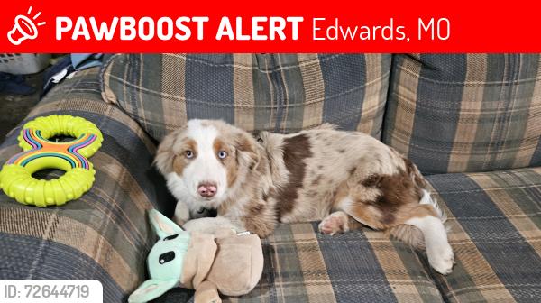 Lost Male Dog last seen FF Camden County, Edwards, MO 65326