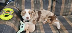 Lost Male Dog last seen FF Camden County, Edwards, MO 65326
