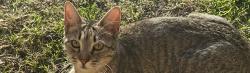 Lost Female Cat last seen Granbury st, Cleburne, TX 76033
