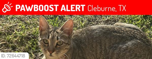 Lost Female Cat last seen Granbury st, Cleburne, TX 76033