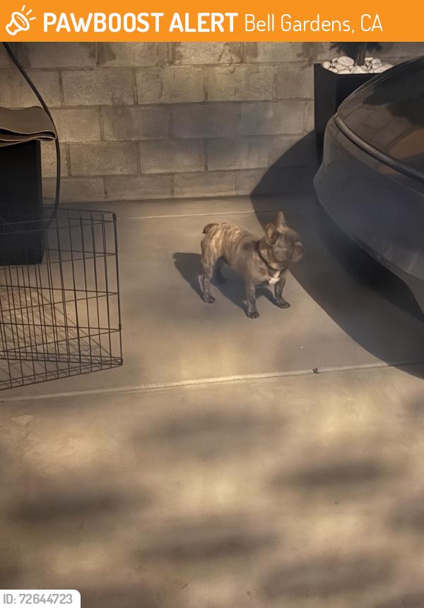 Found/Stray Male Dog last seen Gage and Emil ave, Bell Gardens, CA 90201