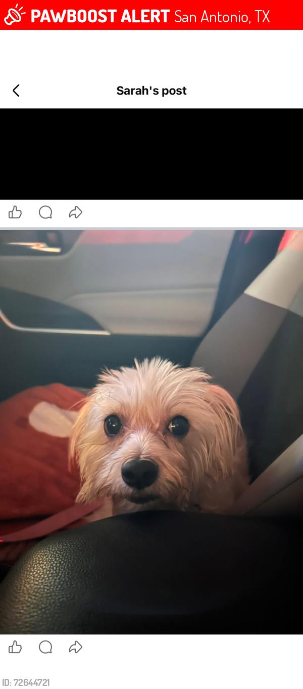 Lost Female Dog last seen Near west Gerald ave, San Antonio, TX 78211