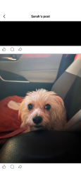 Lost Female Dog last seen Near west Gerald ave, San Antonio, TX 78211