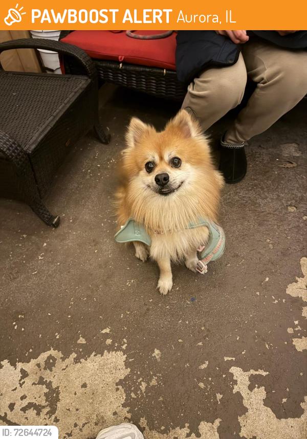 Found/Stray Unknown Dog last seen Near IMSA & Aurora Catholic HS, Aurora, IL 60506