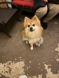 Found/Stray Unknown Dog last seen Near IMSA & Aurora Catholic HS, Aurora, IL 60506