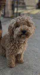 Lost Female Dog last seen Cassou rd and Edwin lane , San Marcos, CA 92069