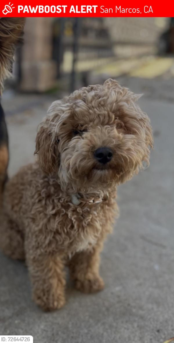 Lost Female Dog last seen Cassou rd and Edwin lane , San Marcos, CA 92069