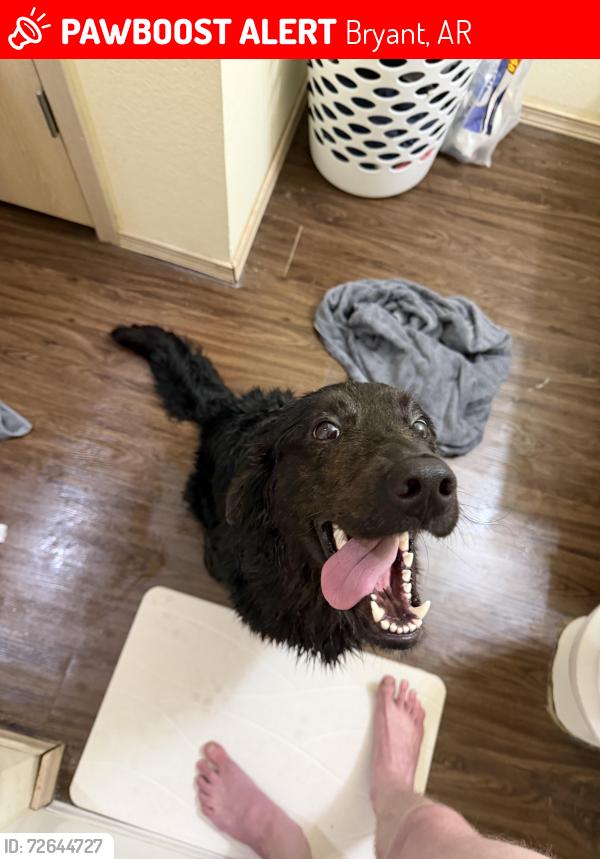 Lost Female Dog last seen The Fairways at Hurricane Creek, Bryant, AR 72022