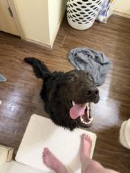 Lost Female Dog last seen The Fairways at Hurricane Creek, Bryant, AR 72022
